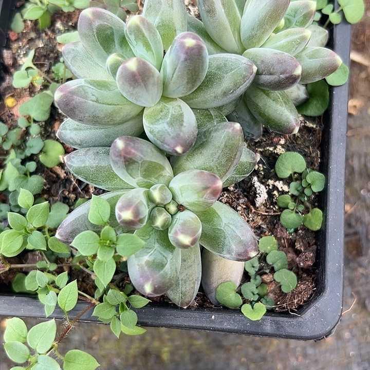 冰墩墩美人特价一物一拍