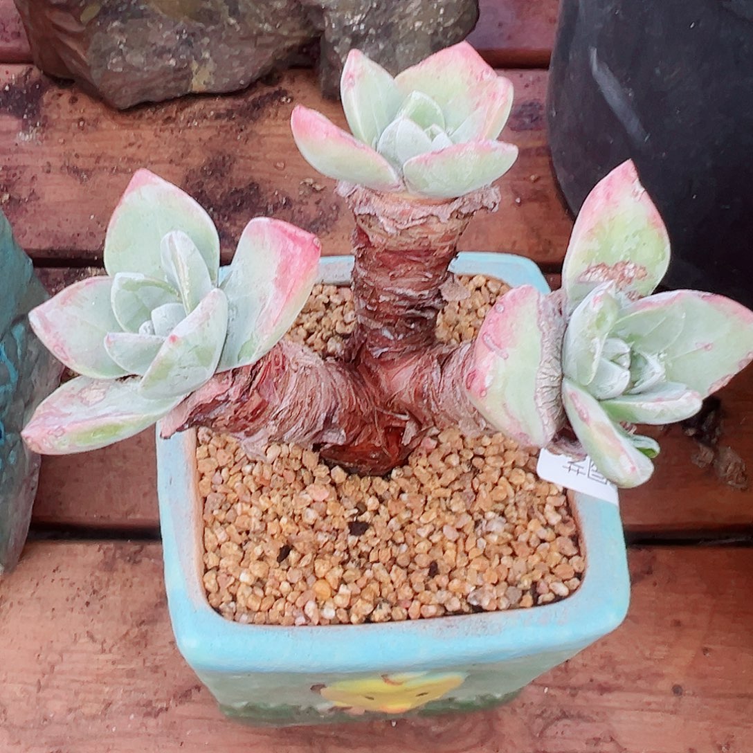 8892泡芙仙女杯多肉