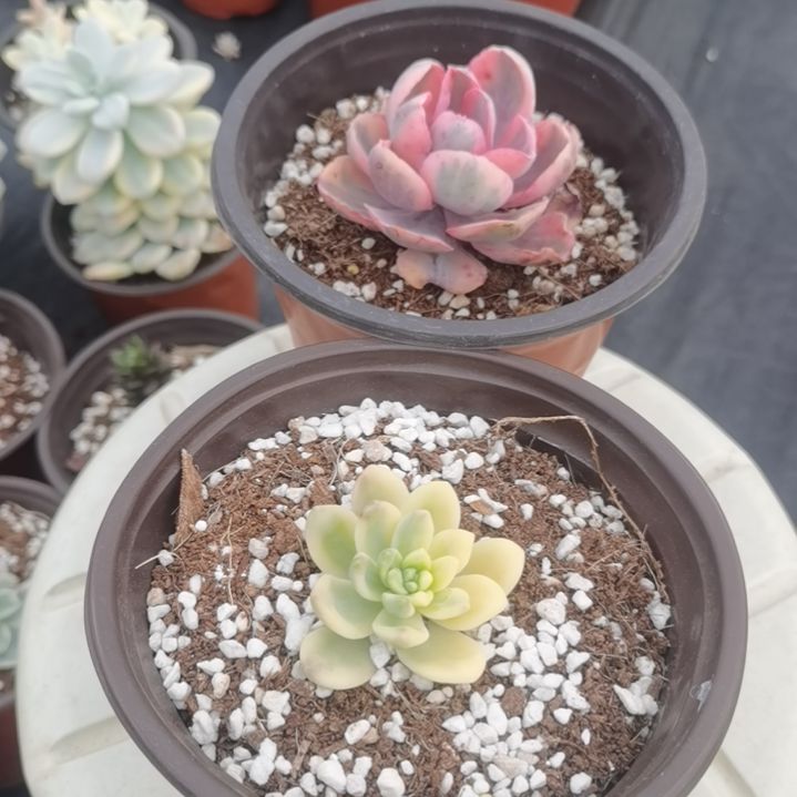 蓝玫瑰白覆轮锦+香格里拉锦