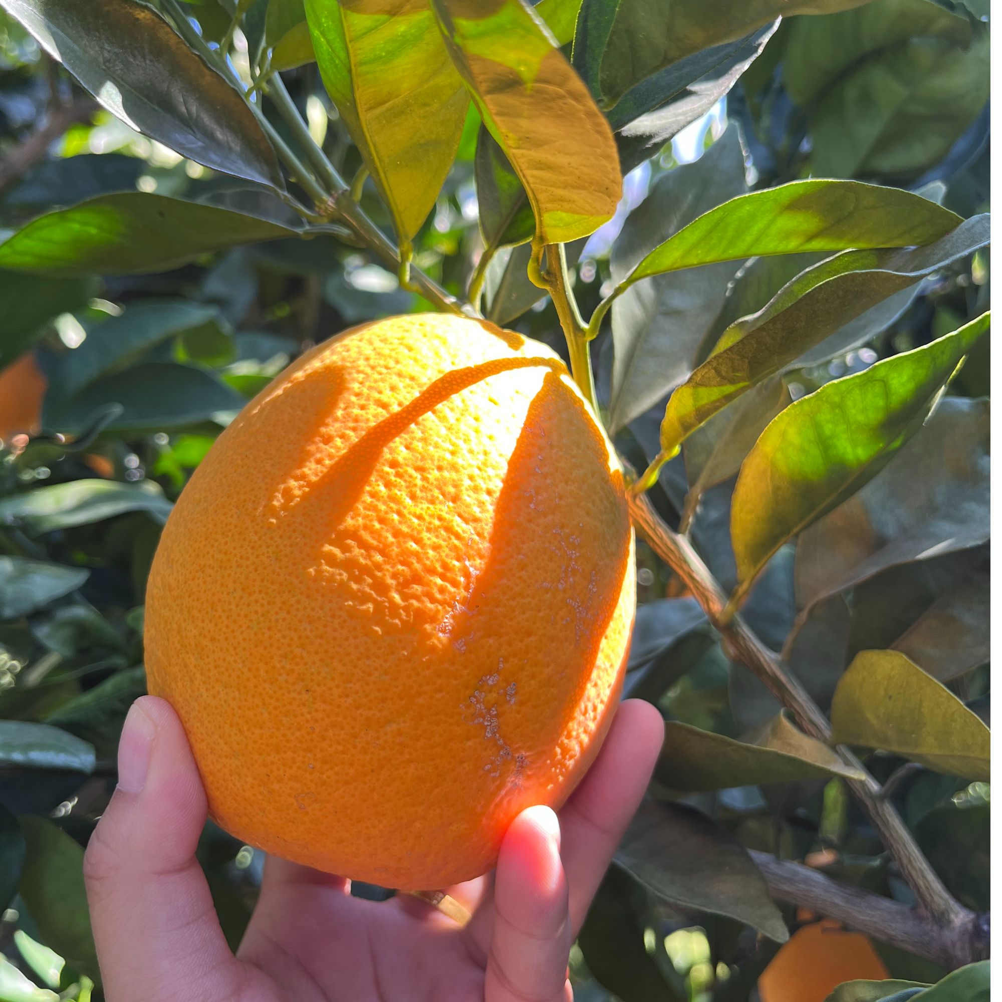 云南东川红土橙（现摘现发 纯天然，不打药）