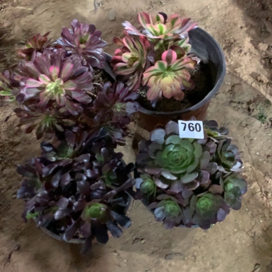 760法师多肉四颗组