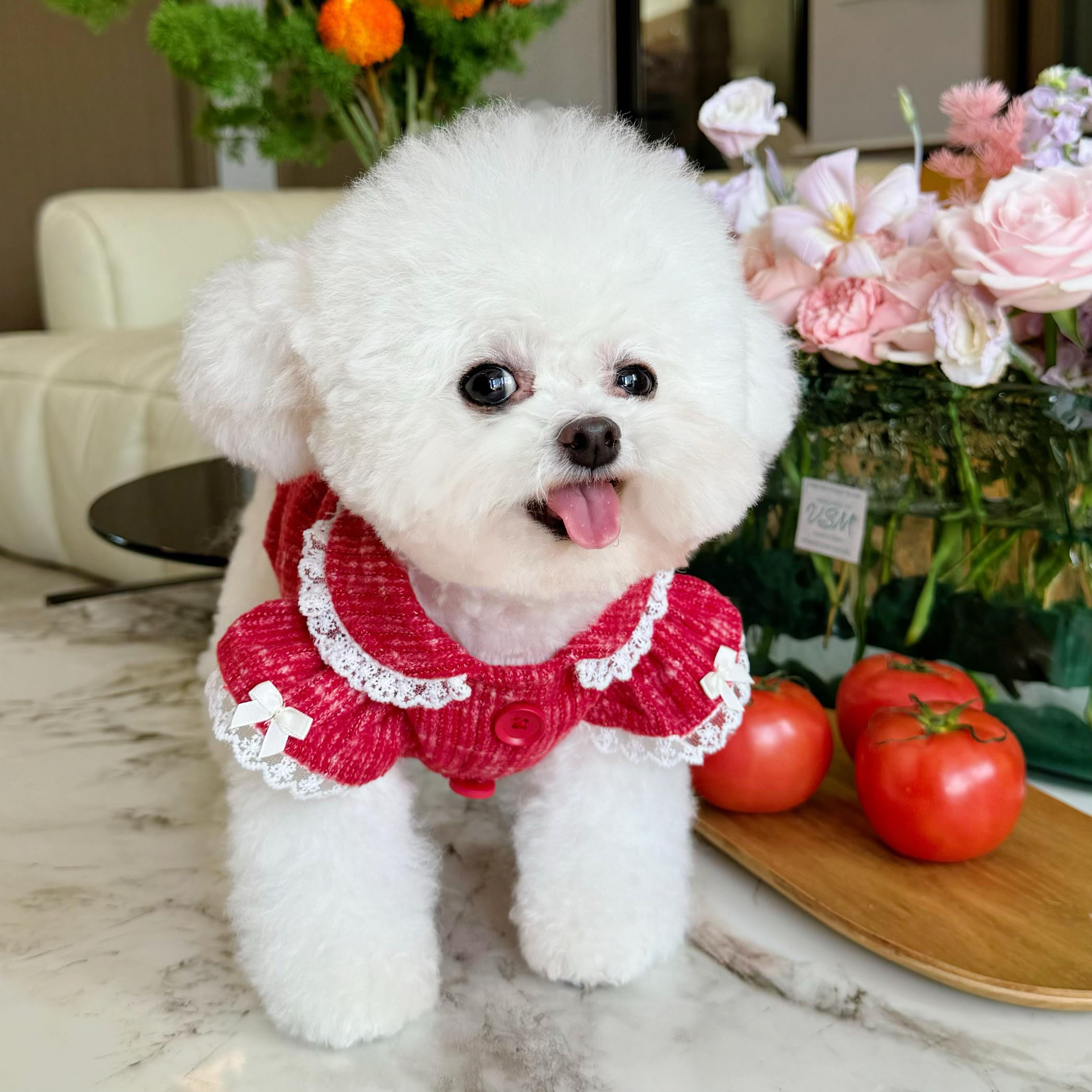 五只小白熊宠物衣服春秋新款蕾丝边红色毛衣开衫狗狗猫咪针织外套