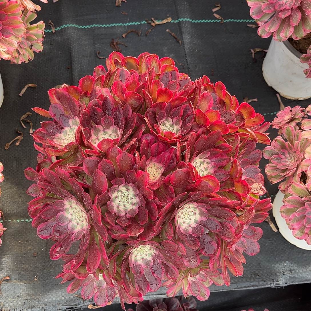 霁月法师老桩漂亮