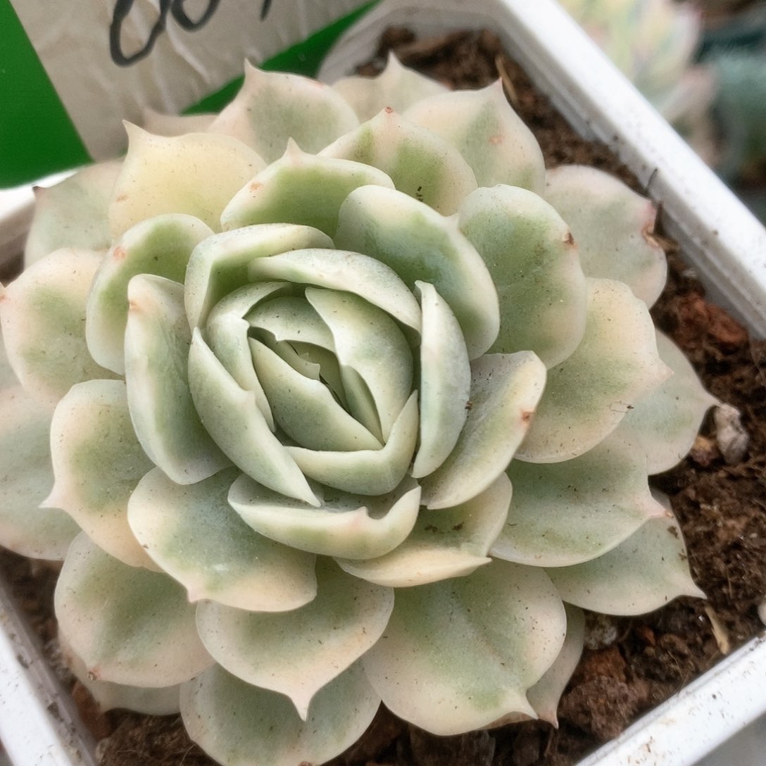029锦锦锦锦锦锦锦