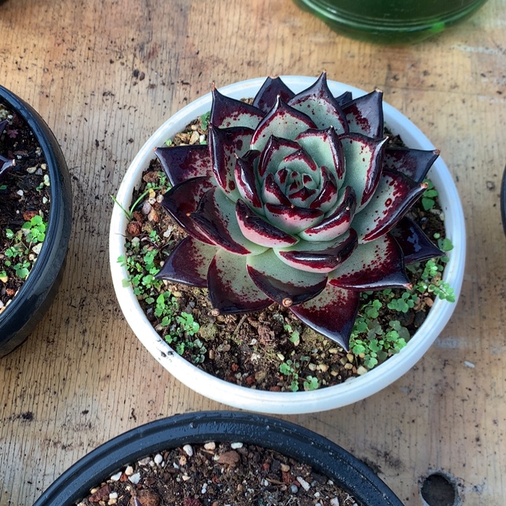 美肉特价活动开始了