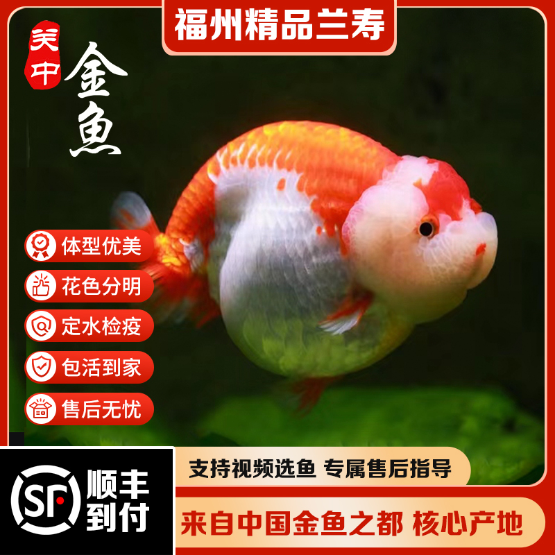 精品福州兰寿金鱼