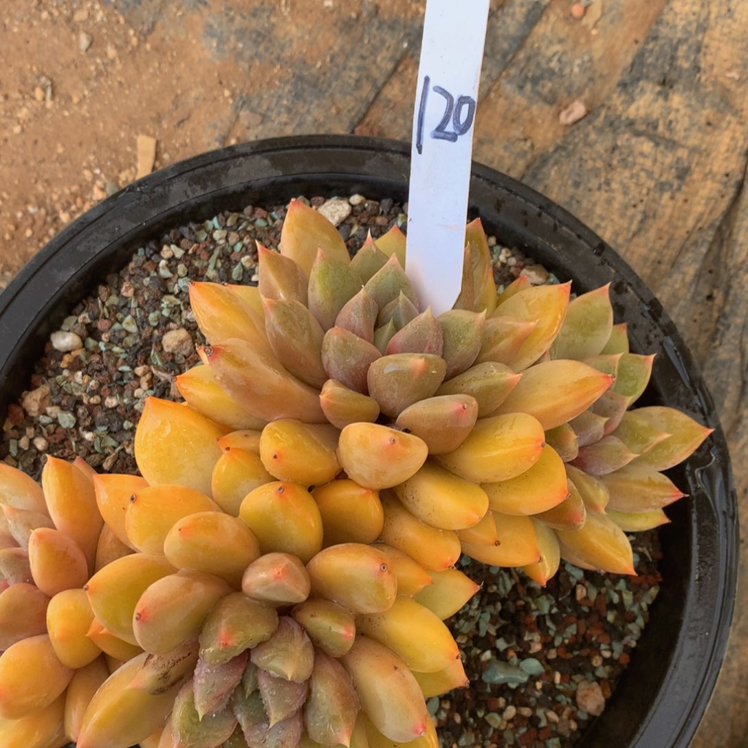 ****果红象牙626266226626272