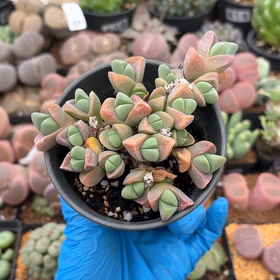 595 秋琴玉小老桩 带盆土