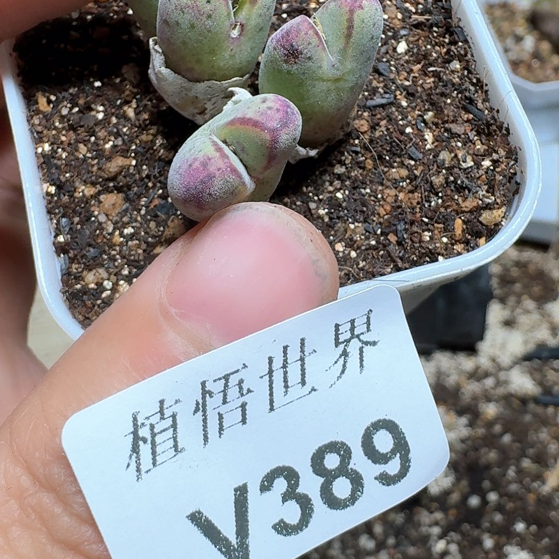 389号多肉植物哇cv