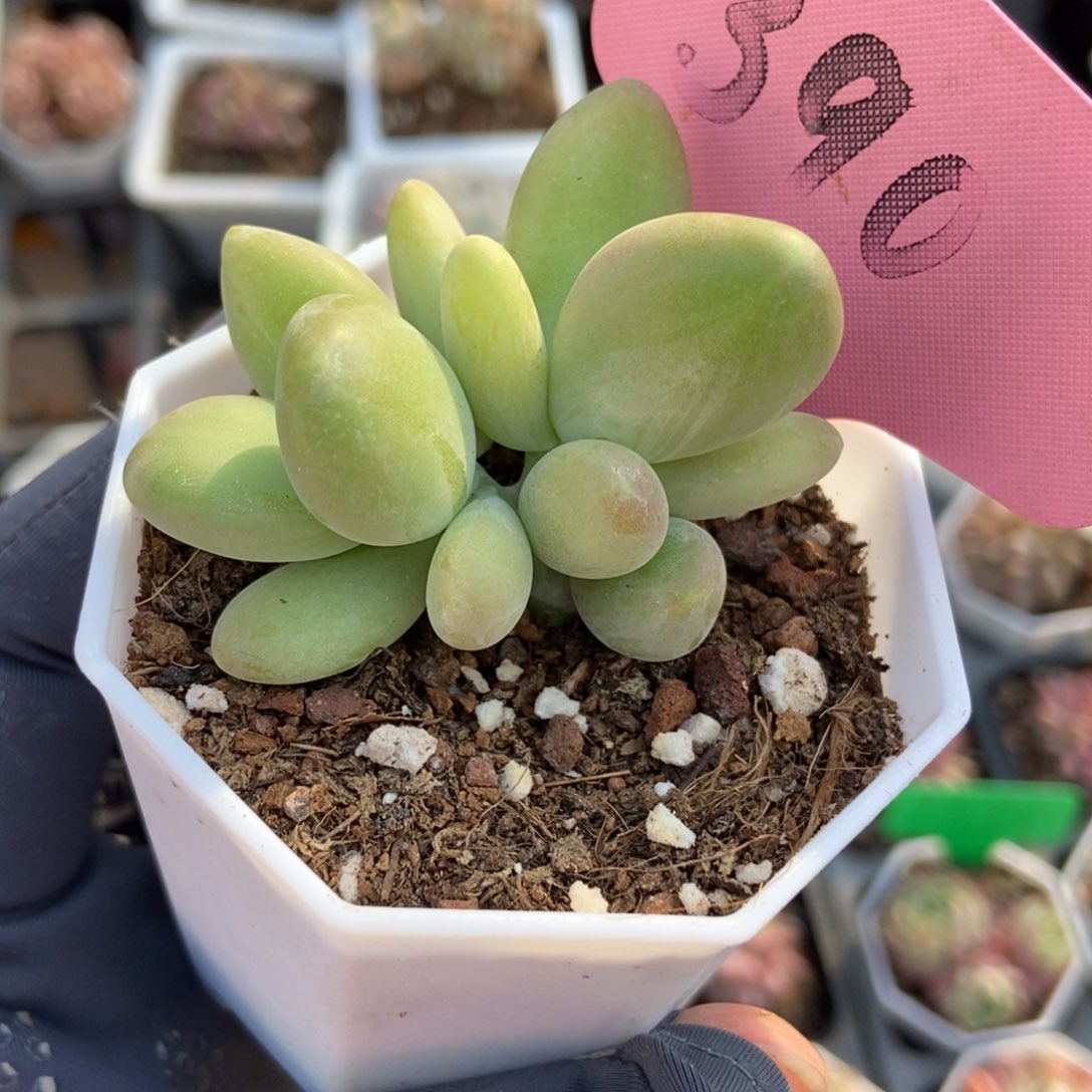 390芒果奶多肉植物保护