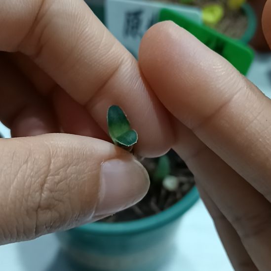 独***舟无花朵特色花卉君子兰小苗