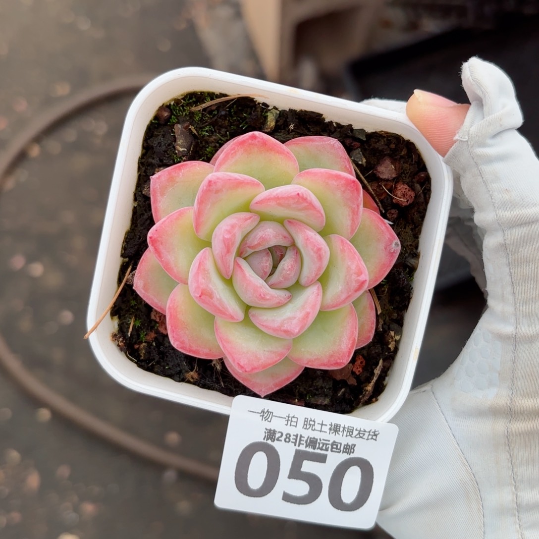 泡芙单头无盆土发货