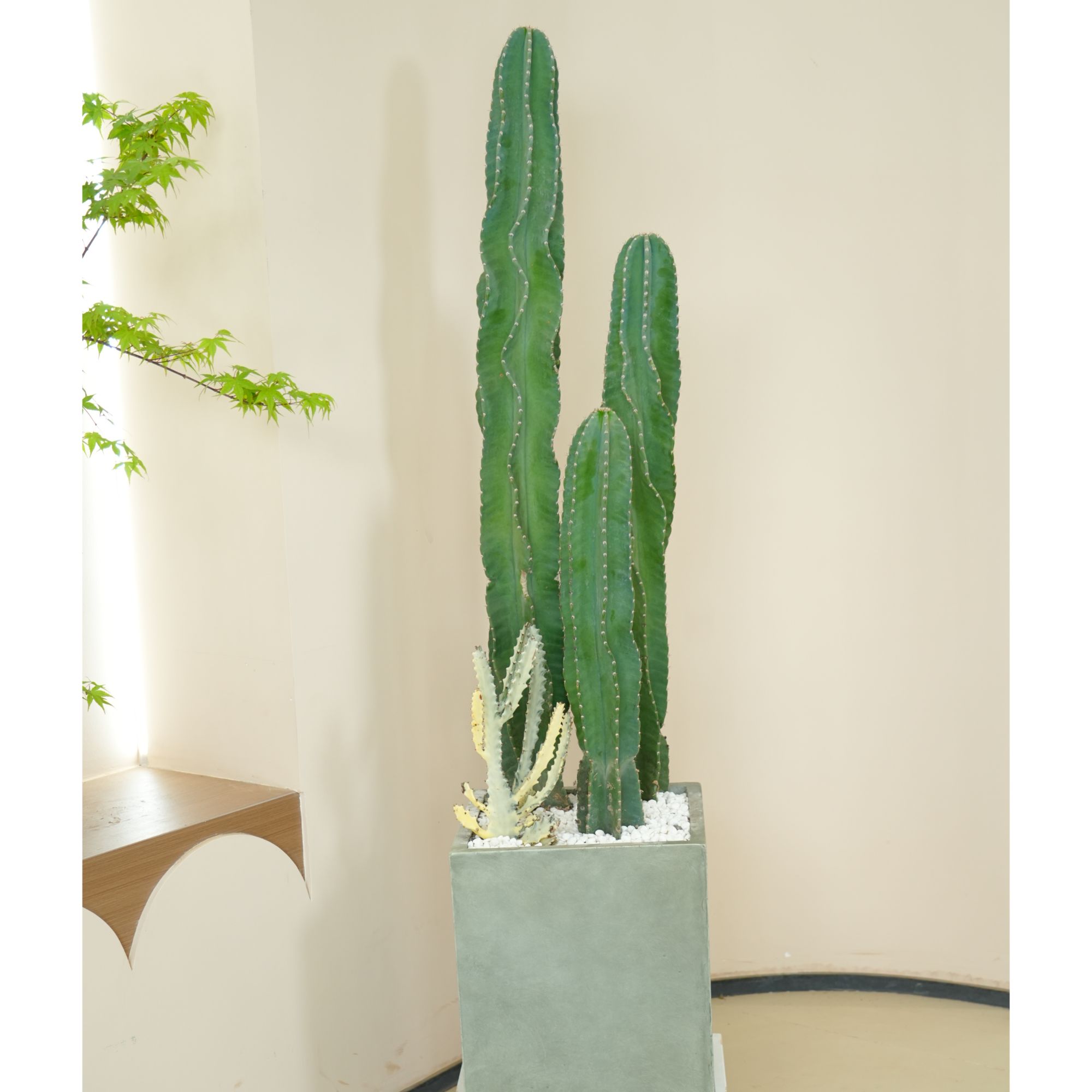 【沁春园】秘鲁苹果仙人柱盆栽室内盆栽植物客厅大型绿植北欧