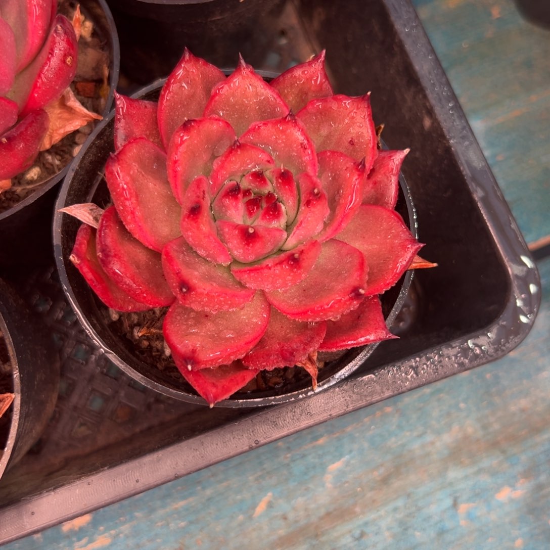 从前慢花园多肉精选编号1.3粉钻