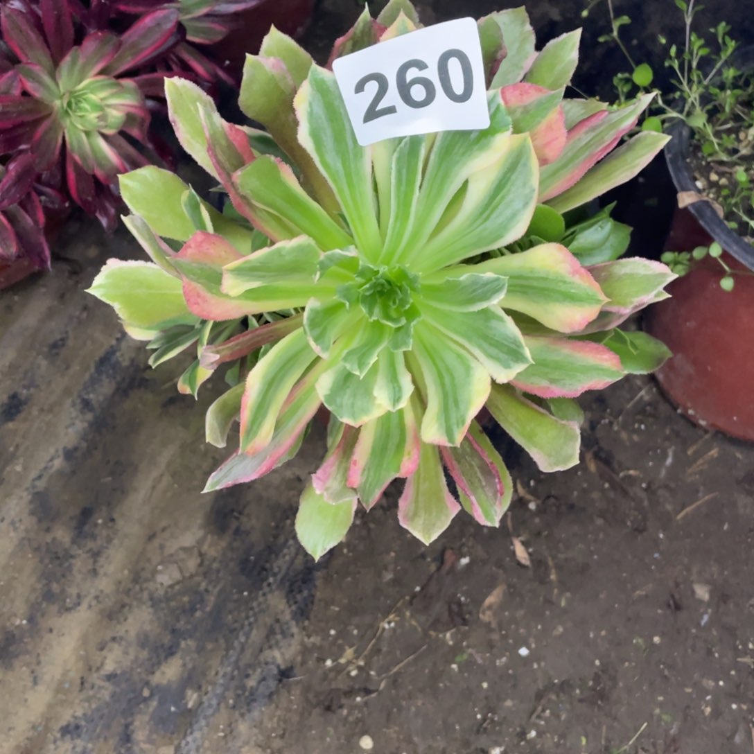 ✨**杰260号光辉便宜处理不售后