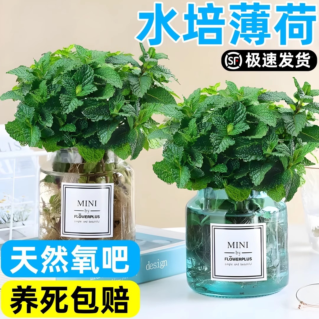 水培薄荷盆栽阳台室内好养植物办公桌面植物四季易活迷迭香草驱蚊