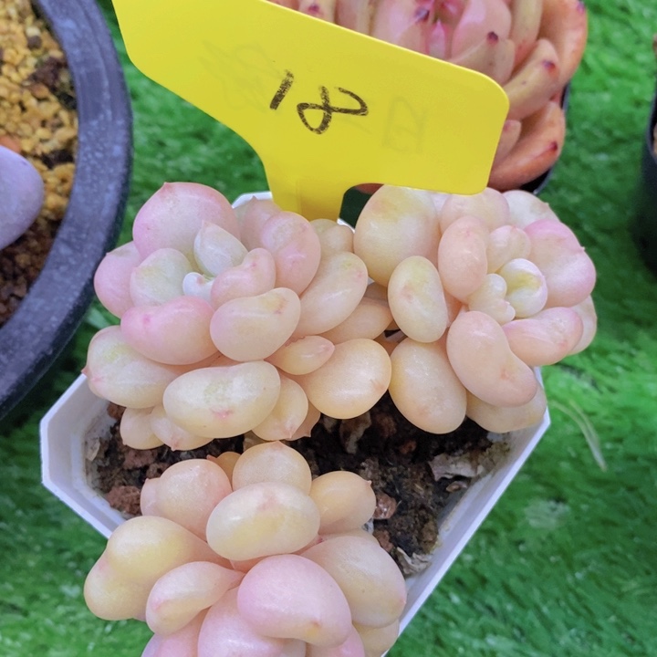 开心多肉，多肉植物