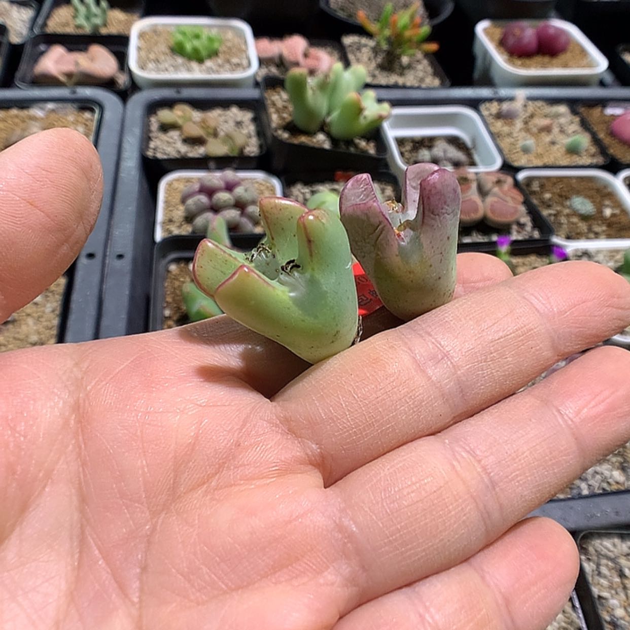 【闪购商品】1-30-22 大眼睛少将2颗 35