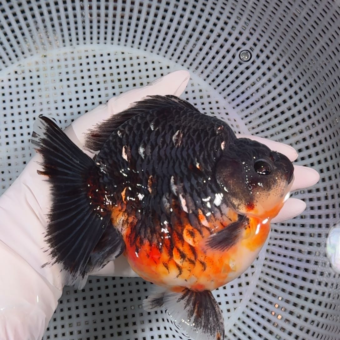 金鱼类不分公母16/17