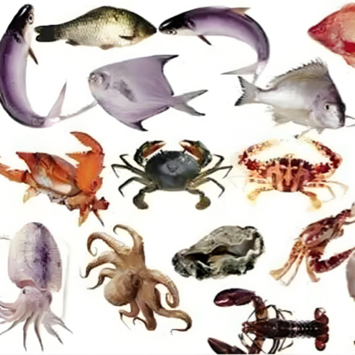 特价私人定制套餐1-4斤规格