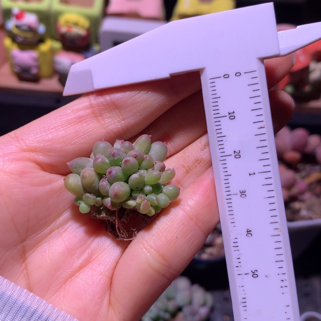 1***桃给哈狗和高后给缀化有砍