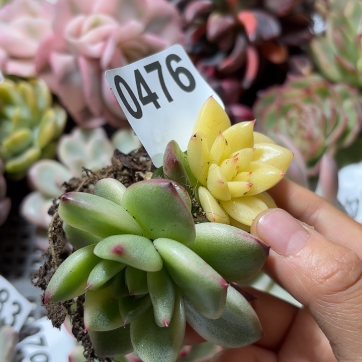 乌木锦多肉植物满18包邮当场凑单
