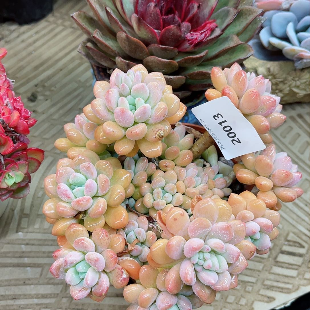 （*）20013多肉植物