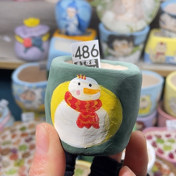 大舅生石花肉锥多肉486