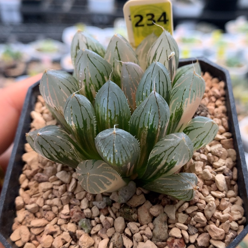 【闪购商品】234胭脂