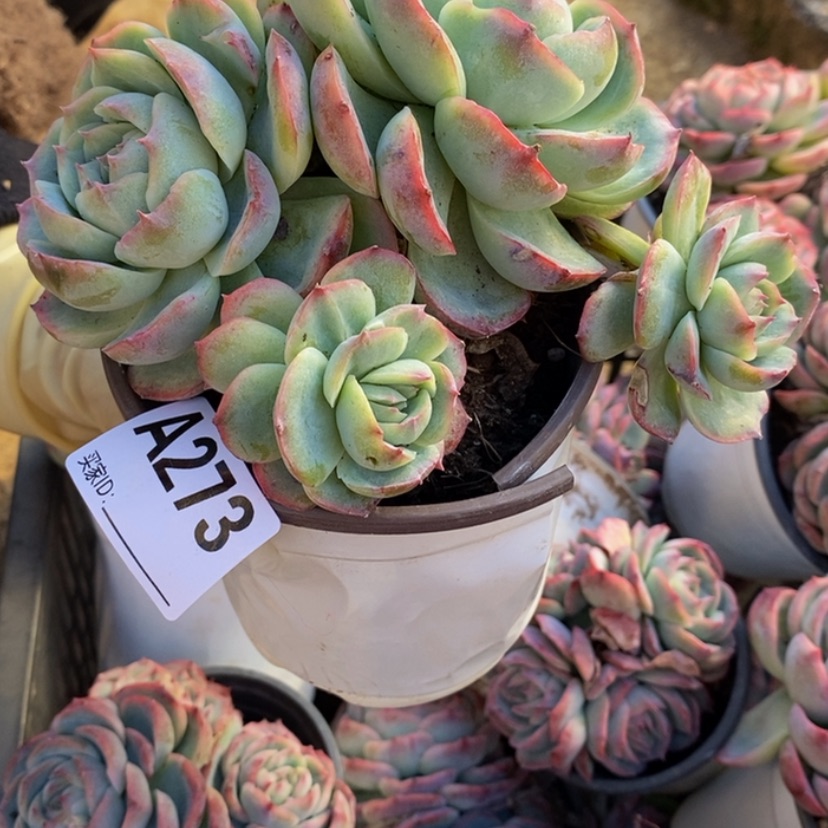 【闪购商品】x****5多肉植物