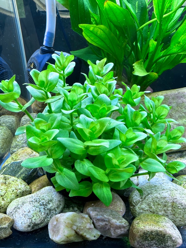 虎耳水草鱼缸水草坨草