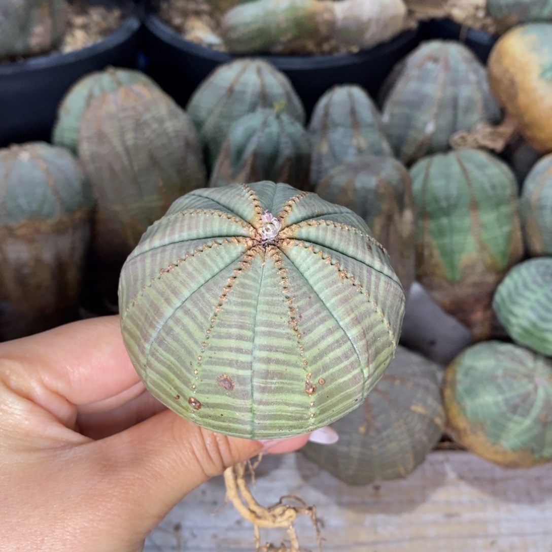 3欧系实生布纹球一物一拍