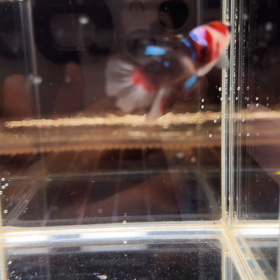 海水鱼宙斯斗鱼竞拍1220