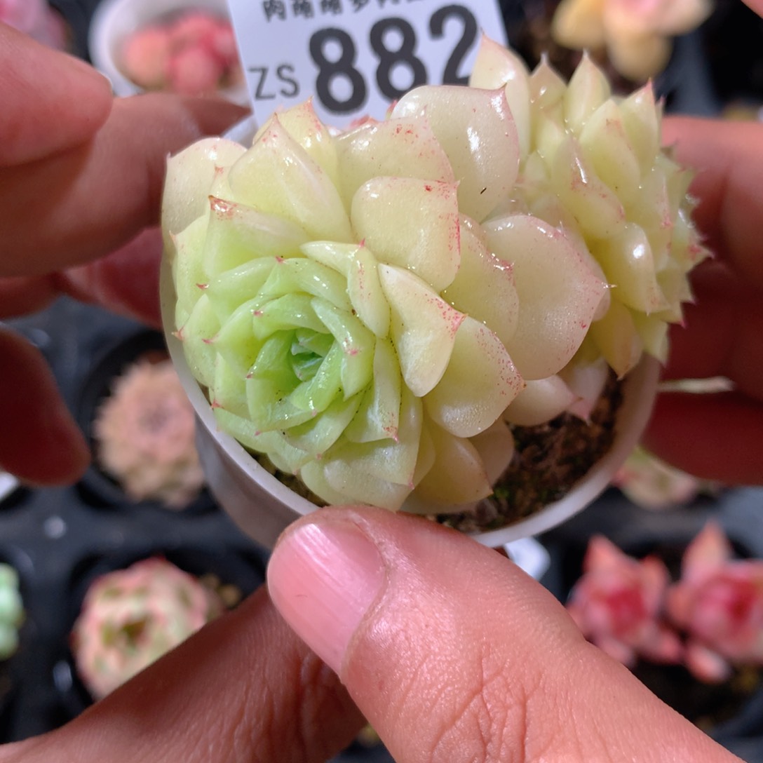 5CM拇指盆精控多肉ZS882