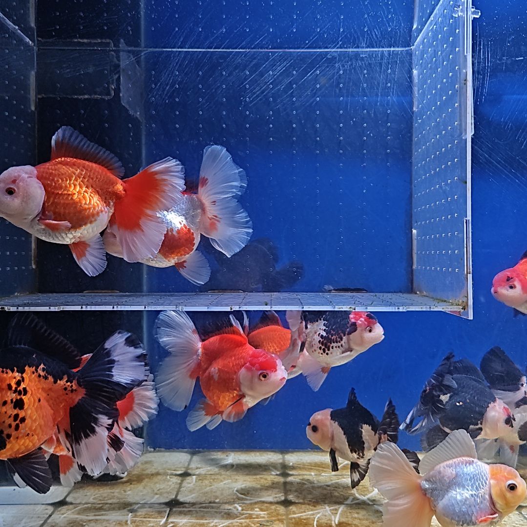 海水鱼34直播间看好下单不退不换到货录完整开箱视频有售后