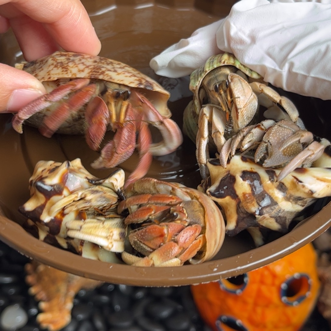 活泼彩灰包活3个 