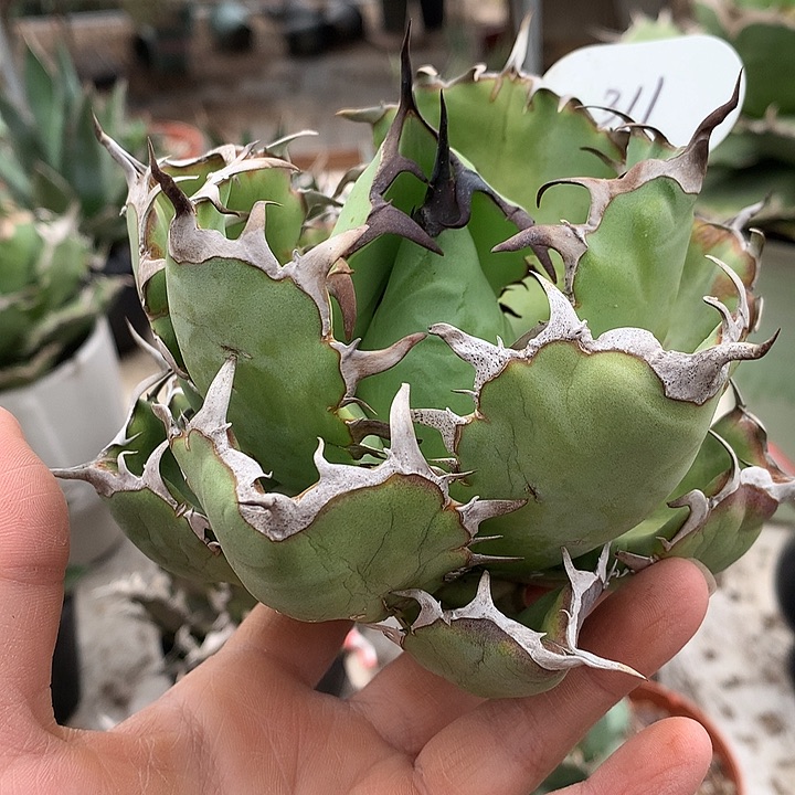 心****猛311黑鲸11111111