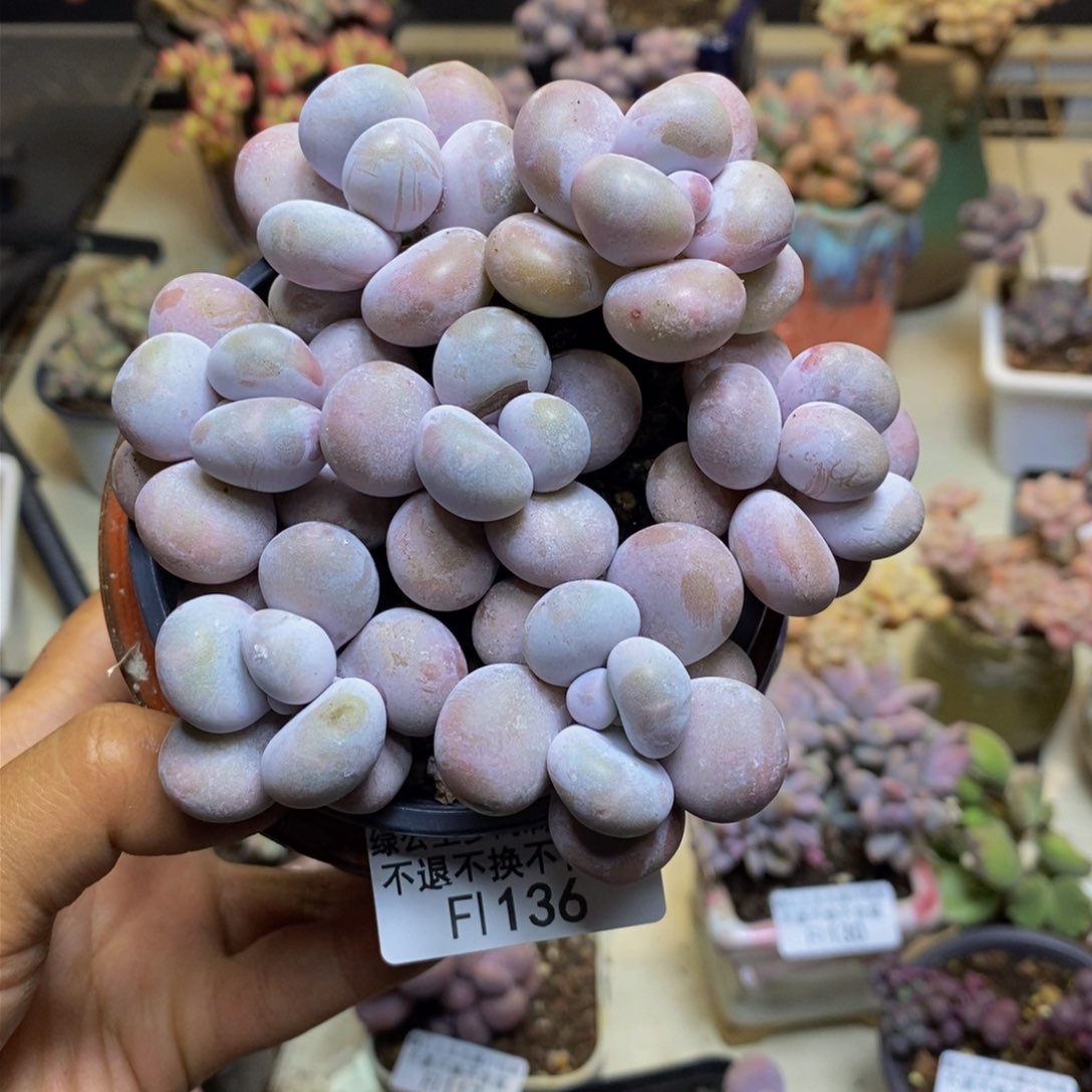 136芭比奶多肉散