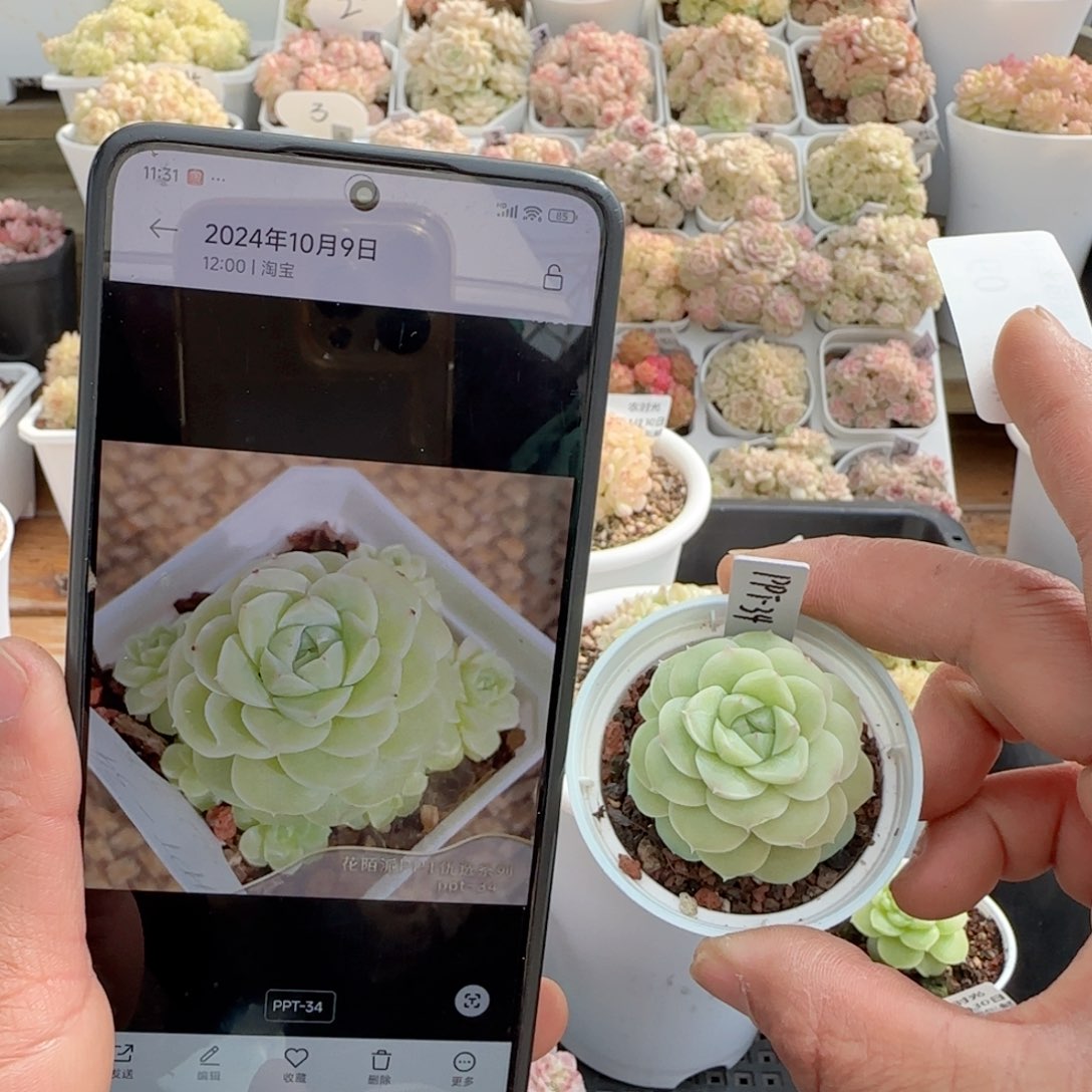 【闪购商品】0130-60（ppt-34）