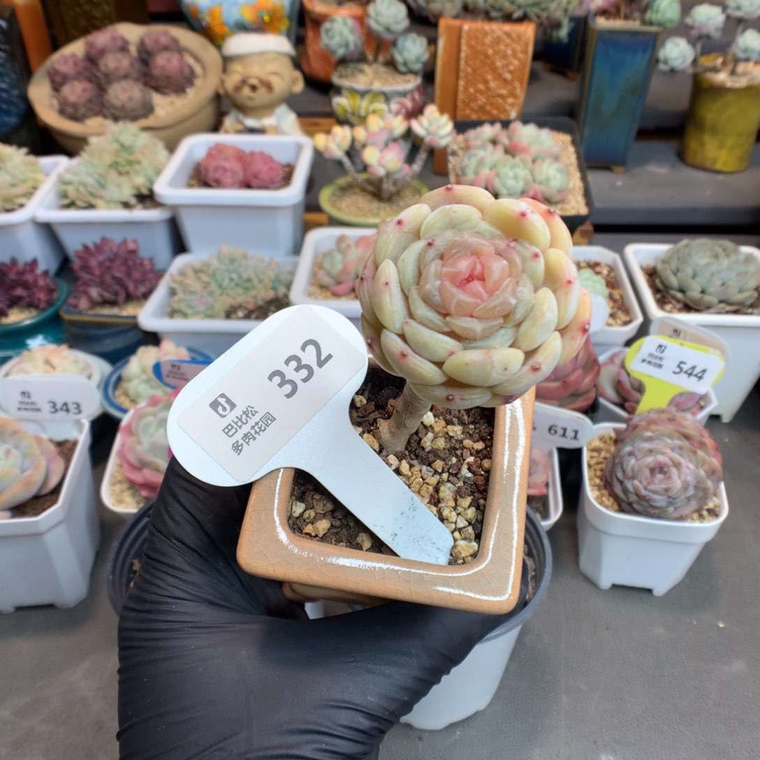 332 嫁接白色恋人送盆