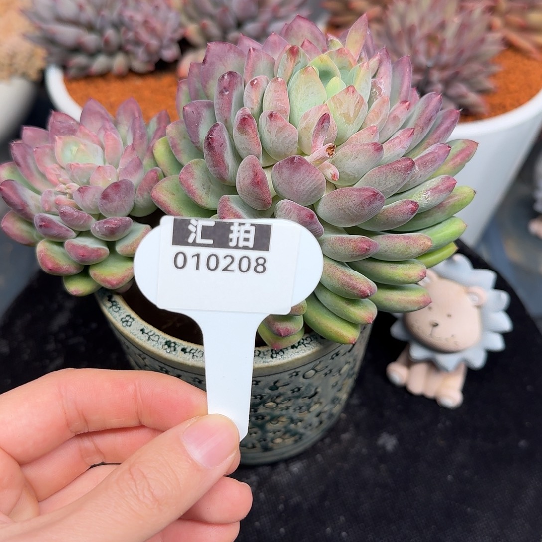 精品多肉植物010208