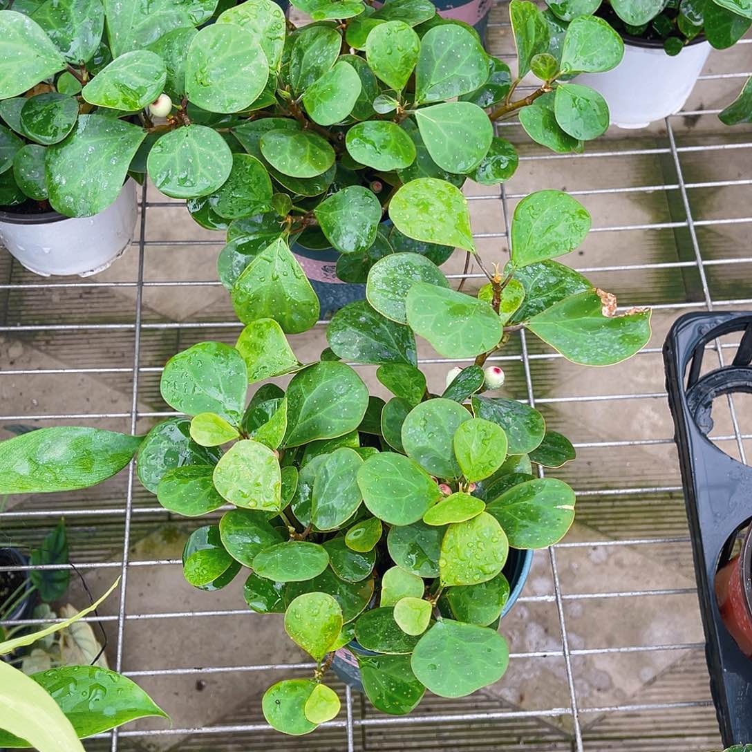 完全开放小盼菩提特价