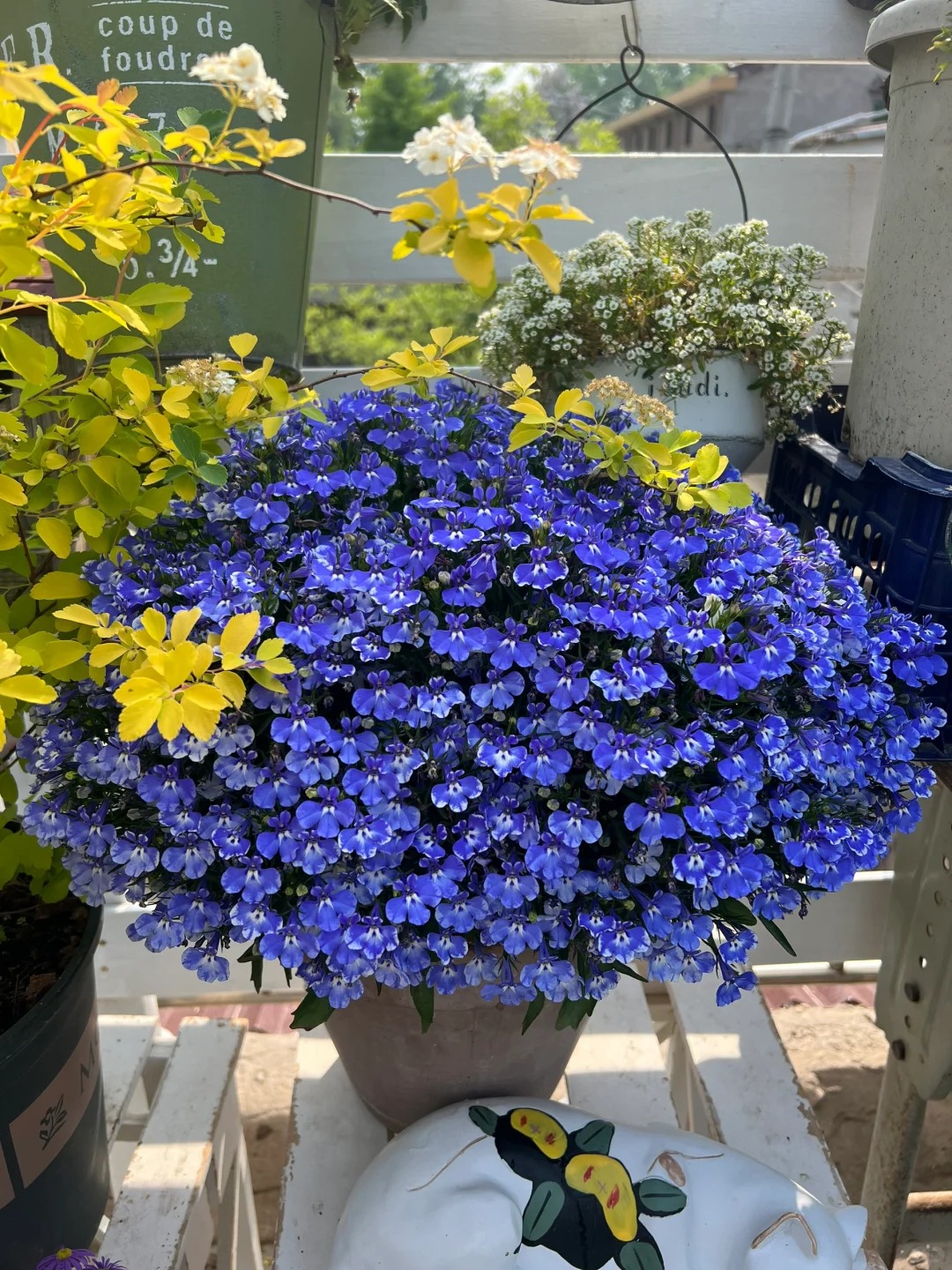 【六贝利】会掉花掉叶介意不要拍花绿樱红缨重瓣老桩适合阳台室内