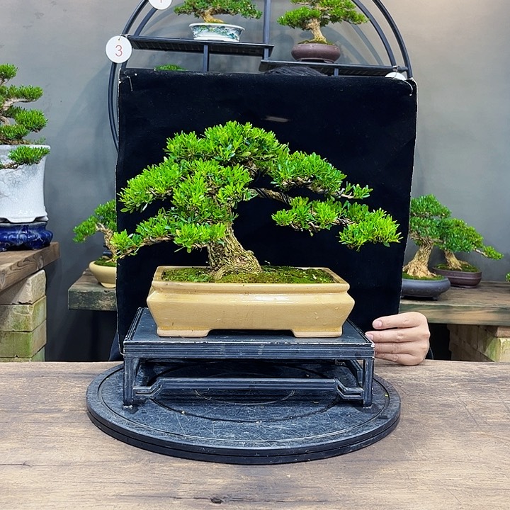 黄杨黄杨盆景四季常青