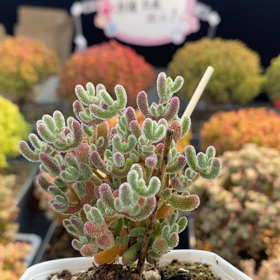 优选冰晶0946枝干番杏