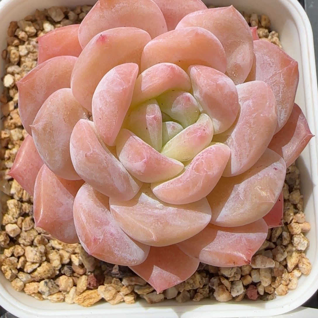 花语逸镜0226-225