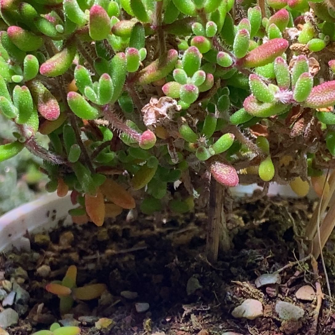 枝干番杏红宝石枝干154