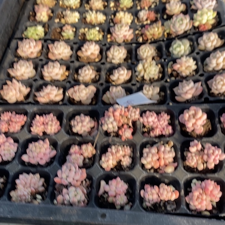 405 多肉植物盆栽花卉