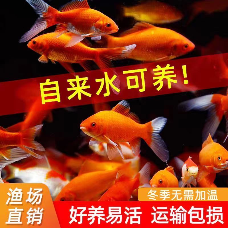 精品草金鱼5-7厘米25条好养耐活 红红火火颜色混搭