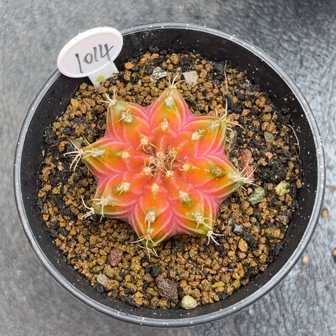 1014泰系实生轮回，带盆土